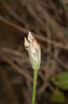 Little River Canyon onion